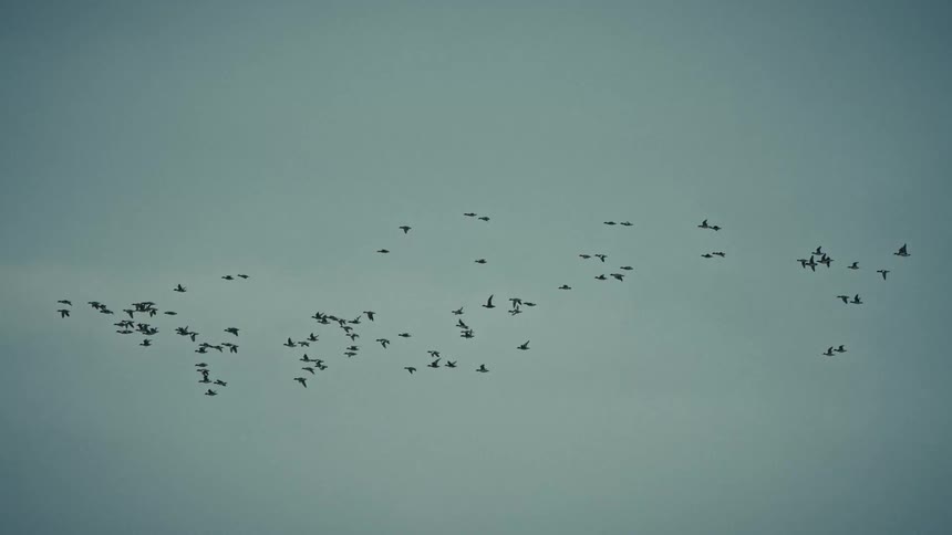 A large flock of dark birds is flying across a muted gray blue sky