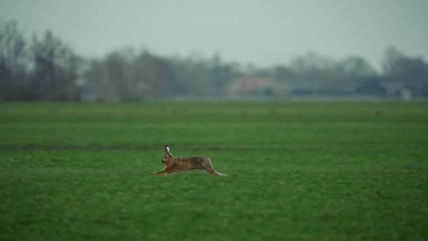 Rabbit running at high speed across a grassy field