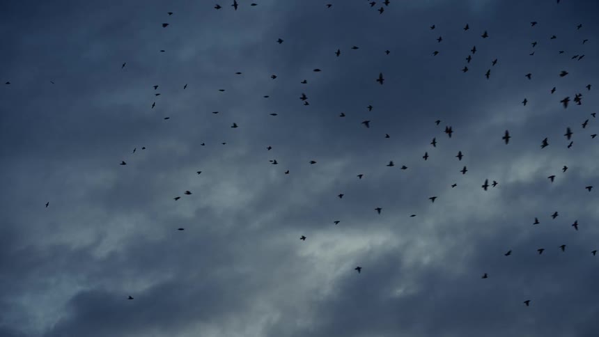 Flock of birds flying under a cloudy evening sky