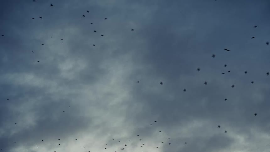 The video shows an immense flock of small dark birds a murmuration flying against a pale cloudy bluegray sky the birds appear as tiny rapidly moving silhouettes creating dynamic shifting patterns across the entire frame