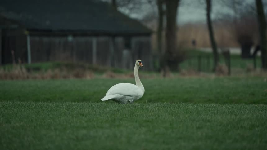 A white waterfowl on a field outdoors during daytime