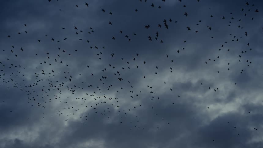 A massive flock of birds flying ina murmuration against a dark cloudy sky