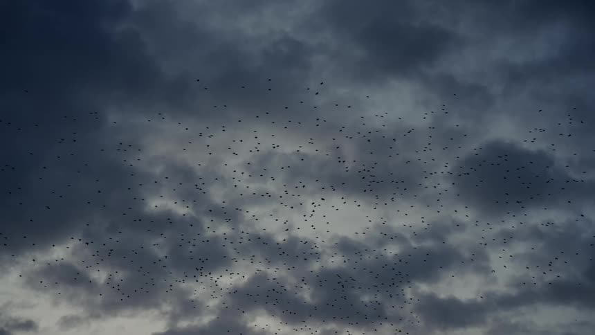 The video is an extreme closeup shot of a massive flock of birds a murmuration flying erratically against a cloudy dark bluegray sky the tiny silhouetted birds create a dynamic shifting pattern that dominates the entire frame