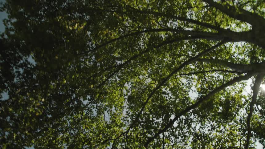 Tree canopy with green leaves lit by filtered sunlight and streetlight among the branches