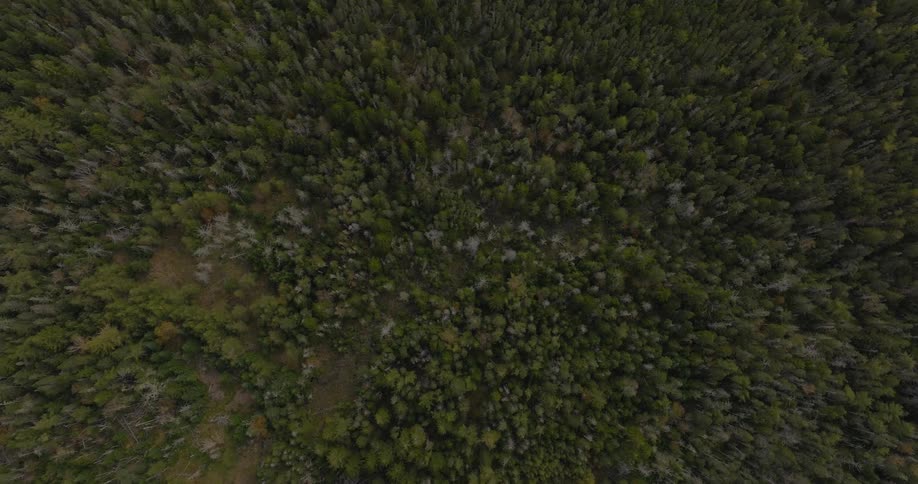 The video is an overhead aerial view of a vast dense boreal or temperate forest composed of a mix of dark green and slightly lighter possibly deciduous treetops the shot remains static showcasing the uniform texture of the canopy stretchi