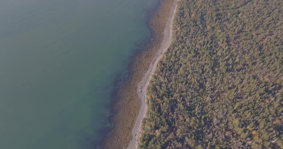 A large forest is on the shore