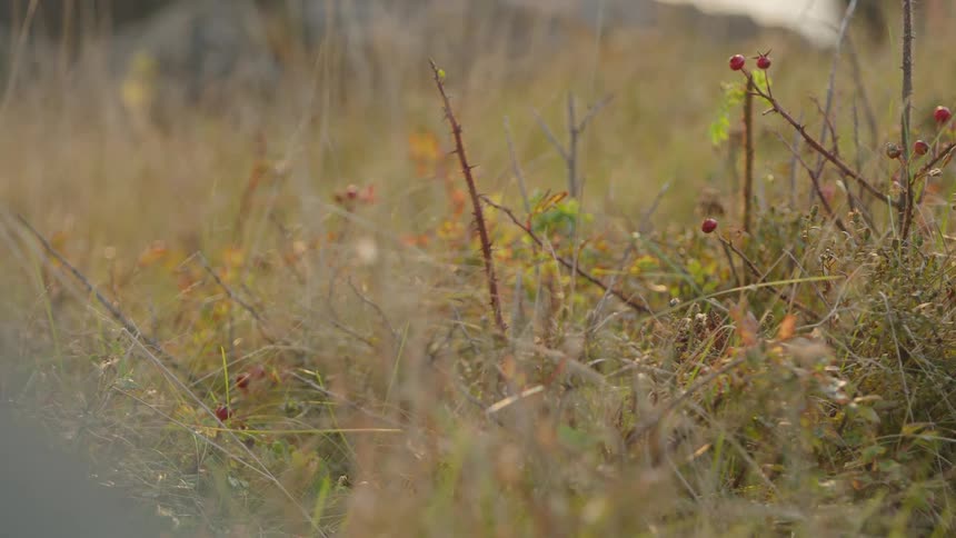 Bushes and grass with visible red fruits
