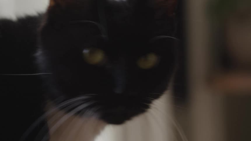 The cat is looking around at home