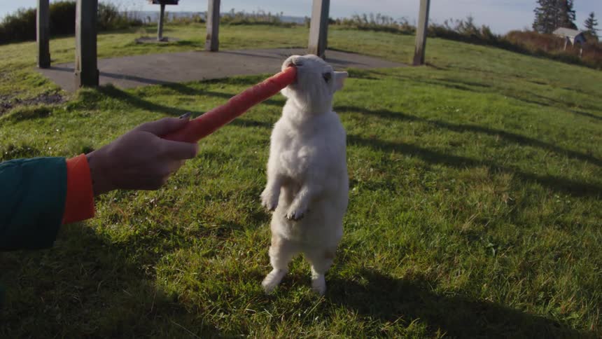 A person feeds a carrot to a rabbit in an outdoor field