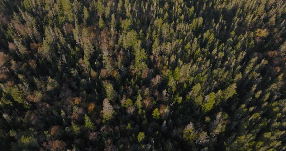 Aerial view of a dense forest lit by sunlight