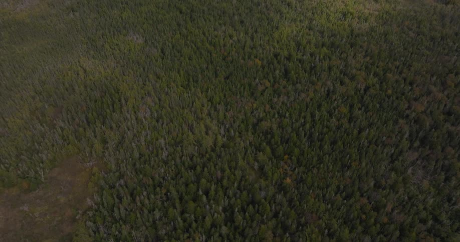 Aerial of a dense forest with fir trees