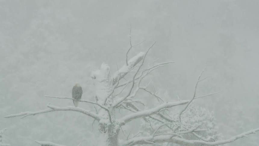 Snowcovered tree with a bird perched on one of the branches during a heavy snowfall