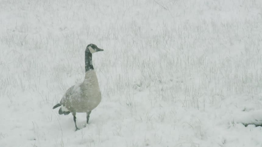 A water bird with a black neck stands in a white field light snow precipitation falls across the frame and the ground is covered with snow