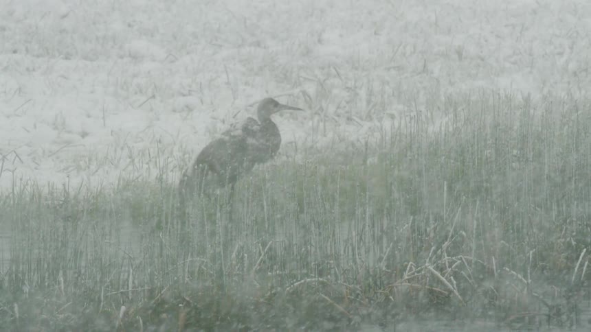 A heron stands still in a snowy field surrounded by tall grass and brush