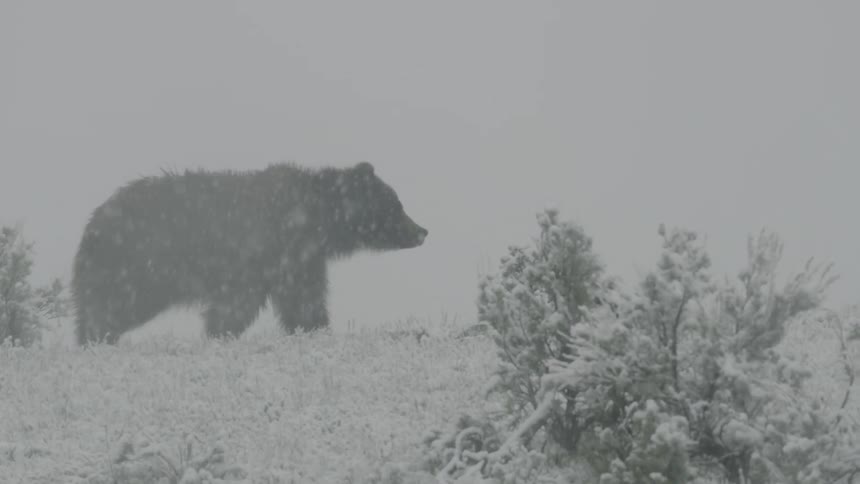 Brown bear walks through snowy landscape during snowstorm