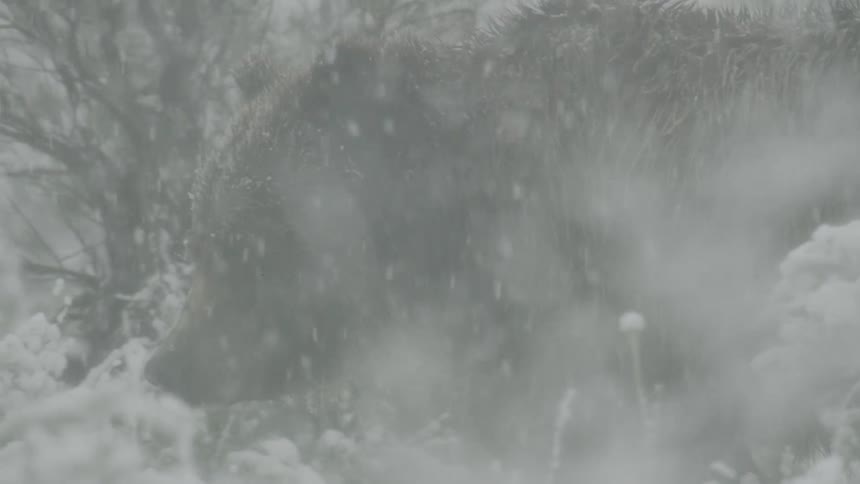 Snowcovered branches in the foreground with dark structure in the background during heavy snowfall
