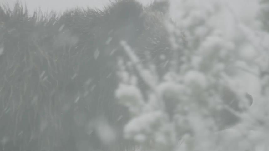 Bear walking through a snowstorm amid frostcovered vegetation