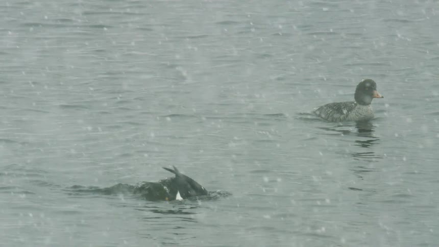 Two ducks swim in the river at midday with one diving beneath the water as snow falls from the sky