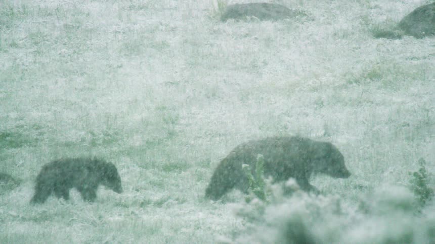 Mother bear and cub walk through a snowy field