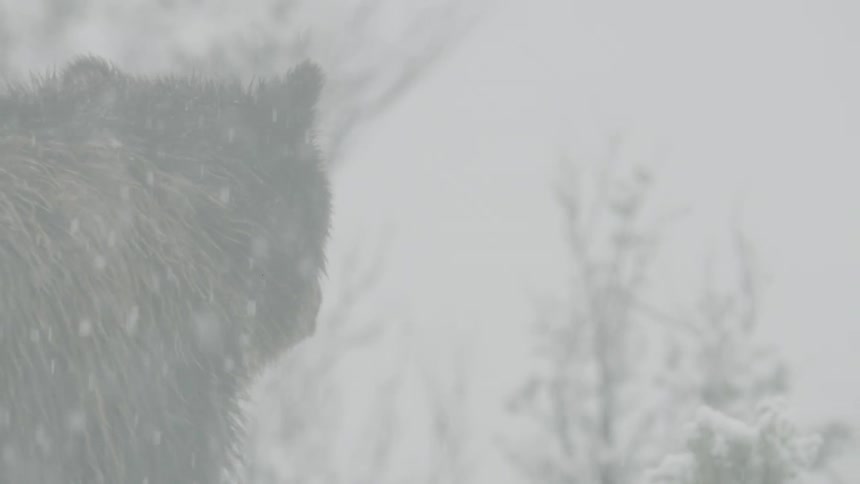 Two animals moving under the falling snow in a snowcovered area