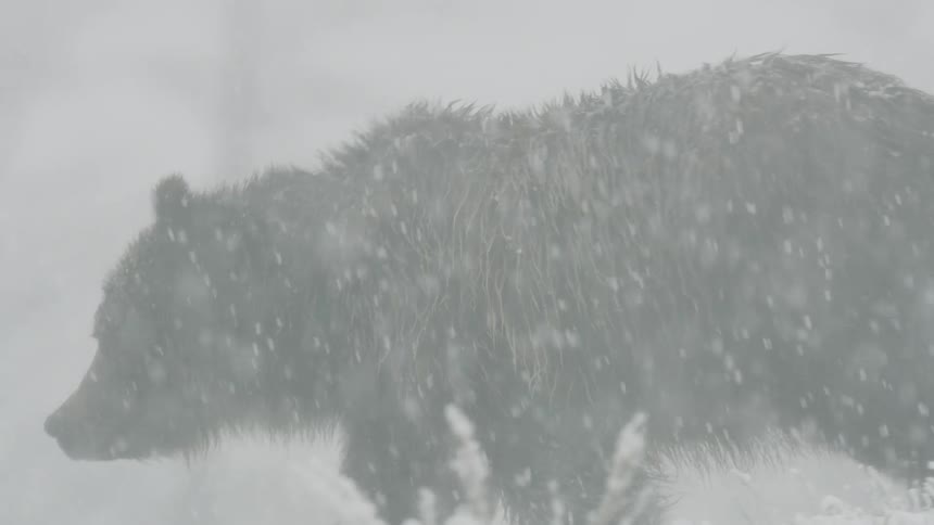 Large bear walks through snowy terrain with snowflakes on wet fur