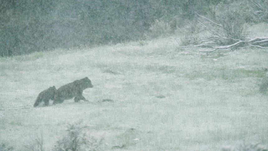 Heavy snow falls on the traveling bears