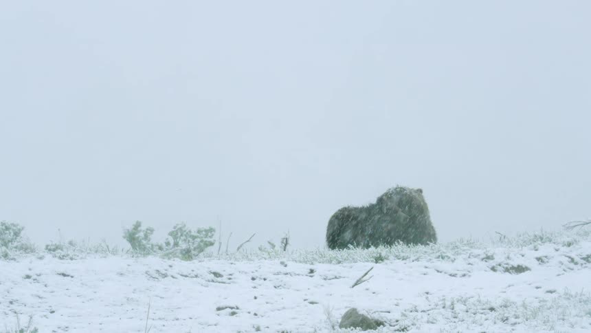 Mother bear and her cub walking in a snow storm in the wilderness