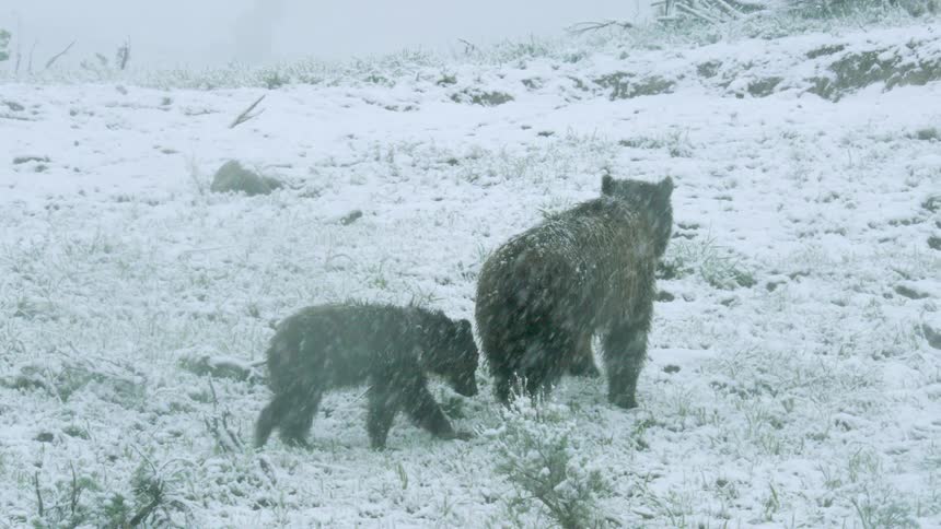 Mother bear and cub walking in a snow storm in the wilderness