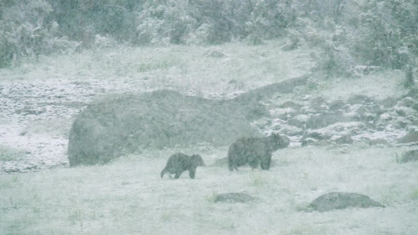 A mother and a cub grizzly bear rub on a snowy ground as large birds fly nearby