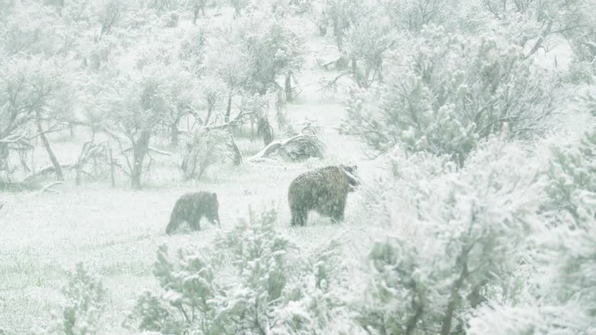 The family of bears walk in the heavy snowfall