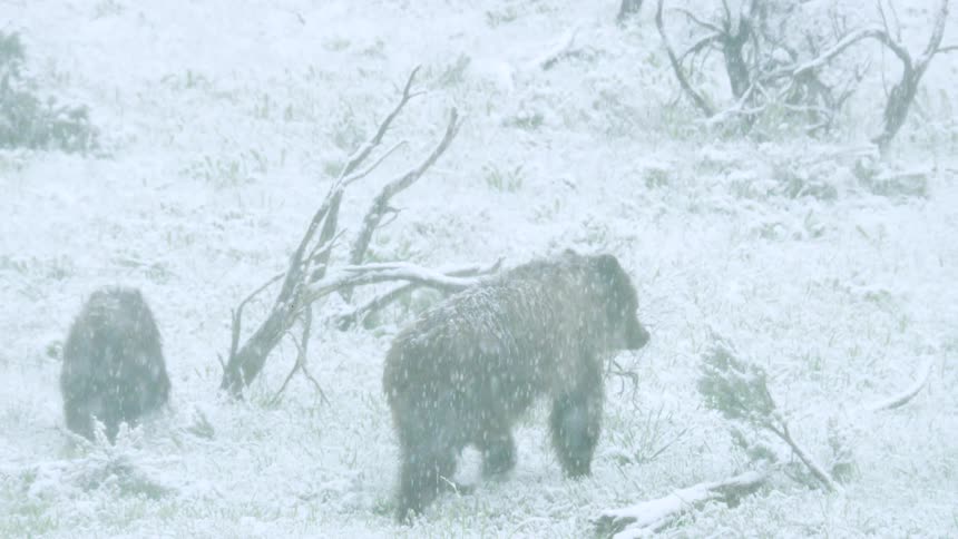 A sow bear and her cub walk through a snowy field in a blizzard