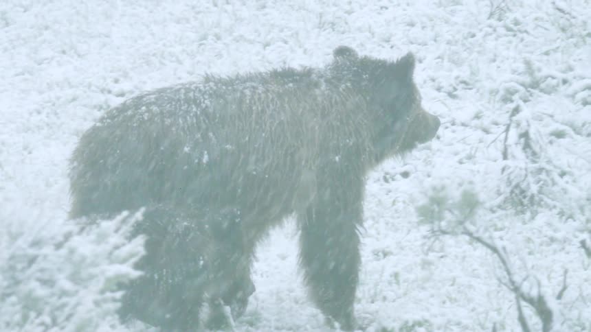 A couple of bears walks through a field of snowcovered vegetation the atmosphere contains falling white precipitation and the ground surface is completely white