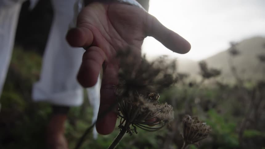 The video is an extreme closeup of a persons hand gently touching the dried seed heads of a plant the scene is set outdoors in a field with a hazy bright sky and blurred green and brown background