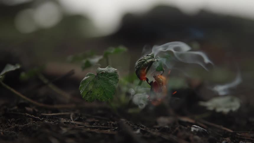 A closeup shot shows a small green plant growing out of dark soil with flames actively burning and consuming one of its leaves which then smolders and releases smoke into the air