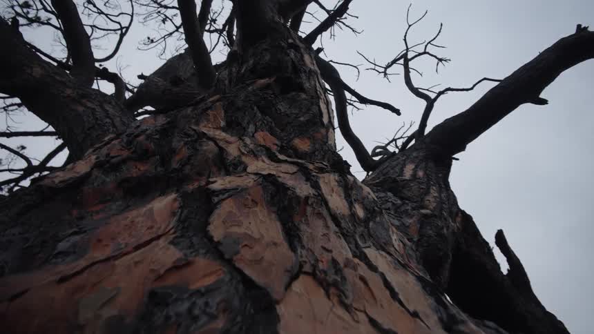 The video is an extreme lowangle shot looking up at the trunk and branches of a tall dead tree against an overcast grey sky the bark is dark and scorchedlooking with lighter brown patches and the upper branches are skeletal and bare