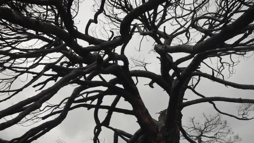 A bare tree stands in the woods at midday during the fall season