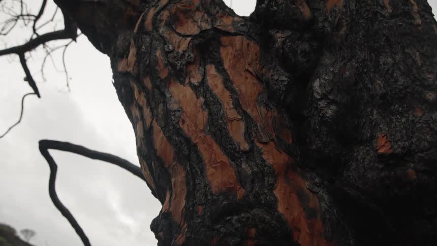 Closeup of a charred tree trunk against cloudy sky