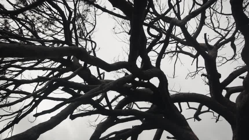 The video is an extreme closeup black and white shot of the dark gnarled branches of a bare tree against a bright overcast sky the dense interwoven branches create an abstract spidery silhouette with a stark contrast against the background