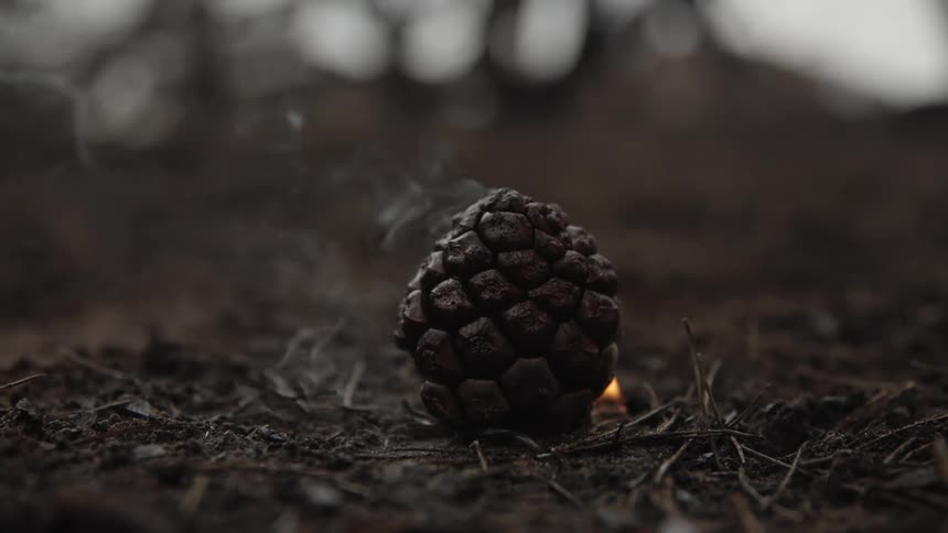 Smoke rises from a pine cone while a flame burns nearby during the daytime