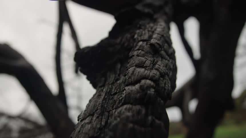 A close view of the thick cracked black bark of a burned tree trunk with dark branches reaching toward a hazy overcast sky