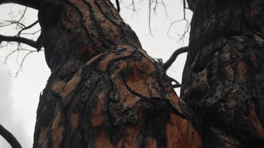 A leafless tree stands in the woods on a cloudy autumn day