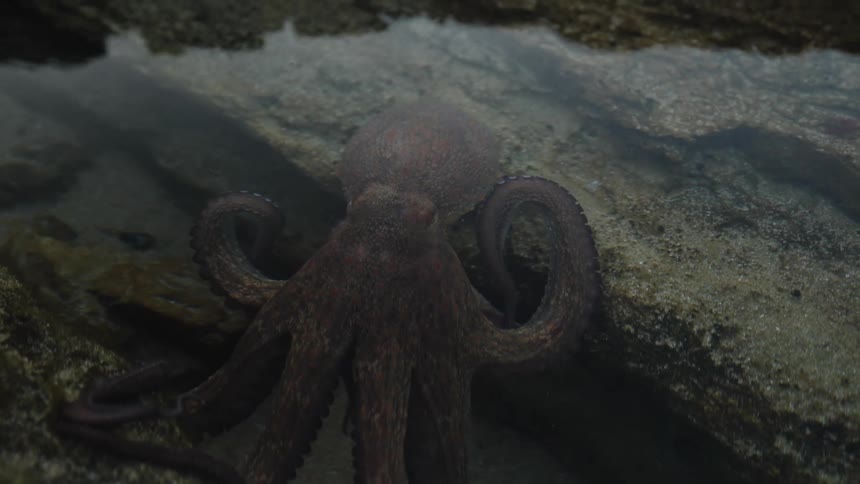 An octopus swims in shallow water by the rocky shoreline at midday