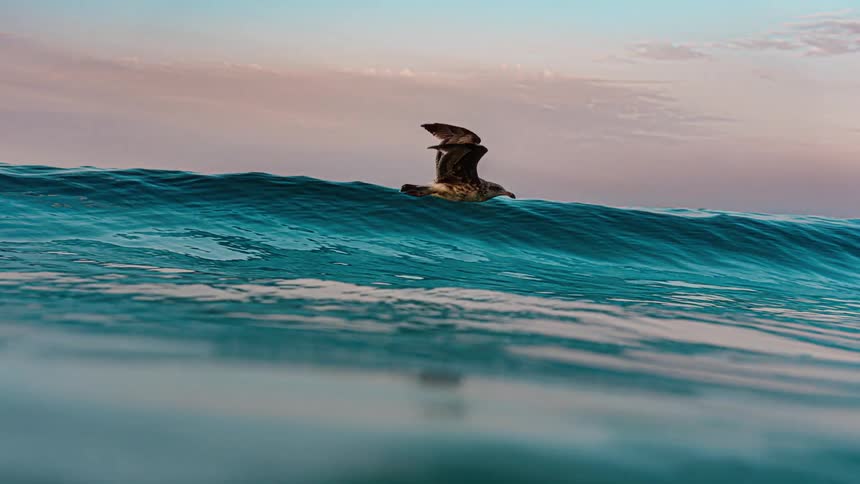 A seabird skims just above a rolling ocean swell under a pastel sky