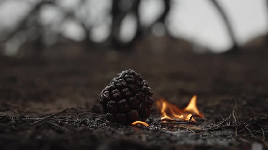 A pine cone rests on scorched earth beside small orange flames
