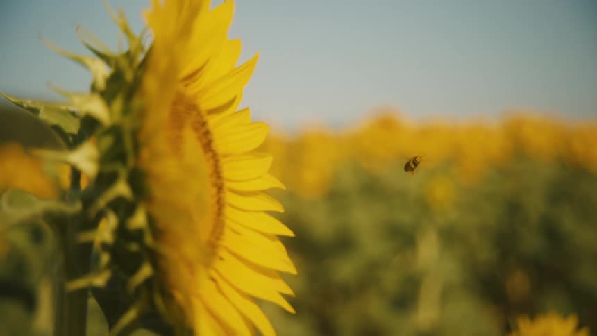 A yellow flower dominates the left side of the frame a small bee flies near the flower head and the background shows a large group of flowers and stems