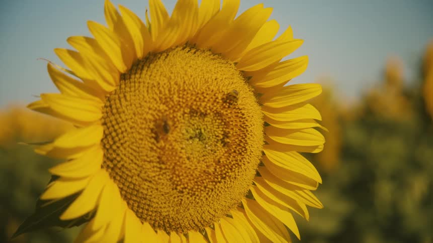 Bees pollinating on a large yellow sunflower