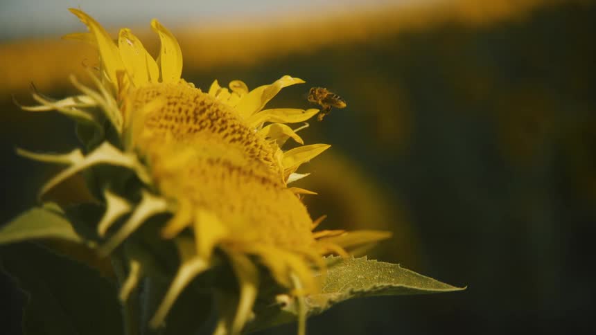 Bee flying near sunflower with blurred field of blooms in the background