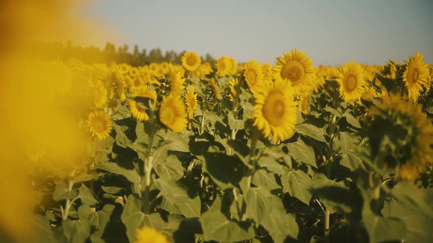 A row of yellow flowers on green stalks fills the lower frame a dark line of trees sits on the horizon the ground extends far into the background and the sky above is bright and clear