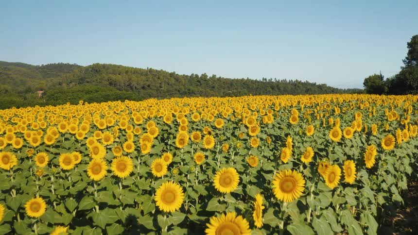 Aerial of a field of large sunflowers in the country