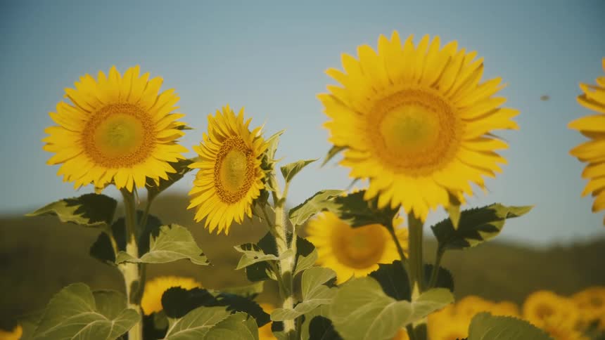 Close up of large yellow sunflowers in the countryside